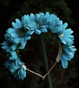 [A1130] Sans marque - Headband fleurs bleues - A1130.png